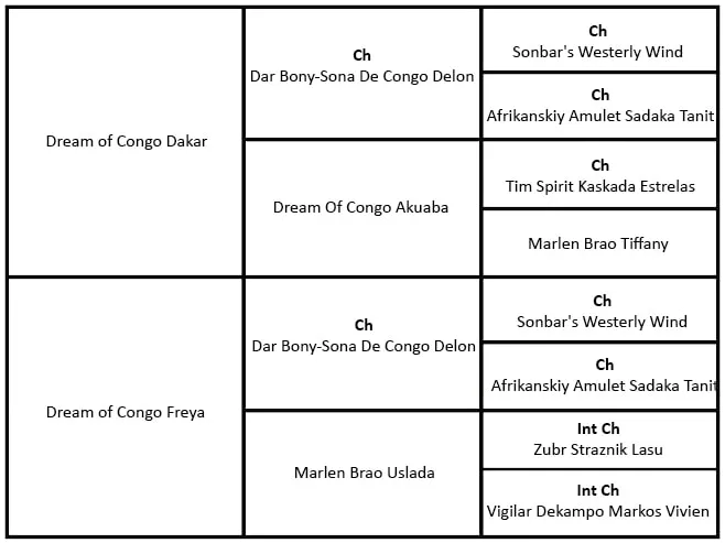 Rodokmen – Dream Of Congo Chelsea